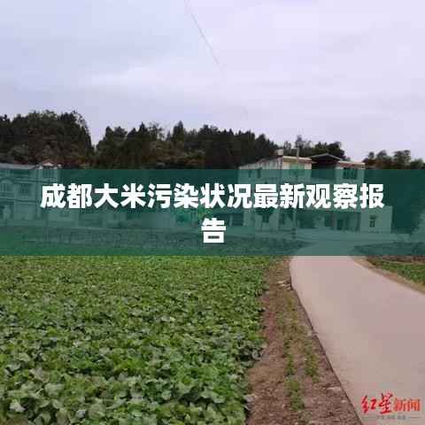 成都大米污染状况最新观察报告