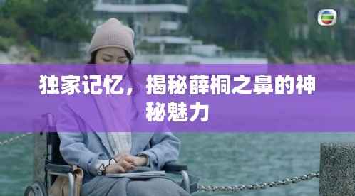 独家记忆，揭秘薛桐之鼻的神秘魅力