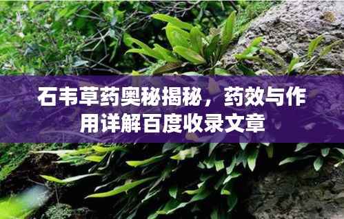 石韦草药奥秘揭秘，药效与作用详解百度收录文章