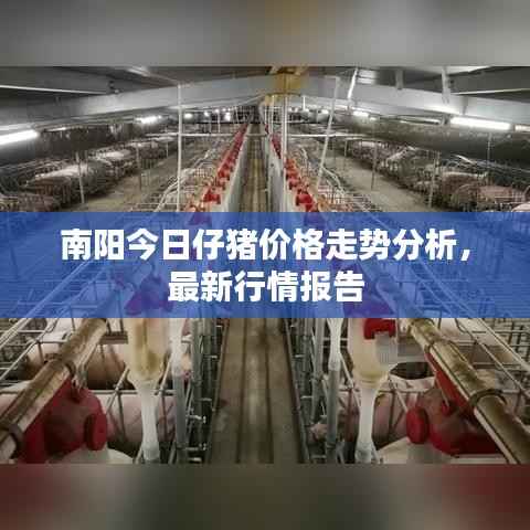 南阳今日仔猪价格走势分析，最新行情报告