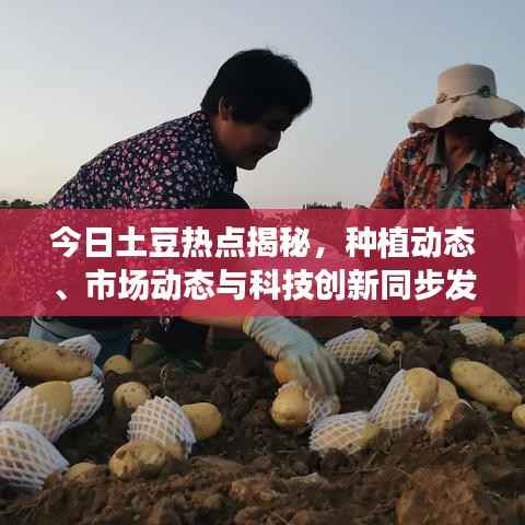 今日土豆热点揭秘,种植动态、市场动态与科技创新同步发展