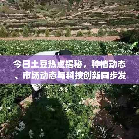 今日土豆热点揭秘,种植动态、市场动态与科技创新同步发展