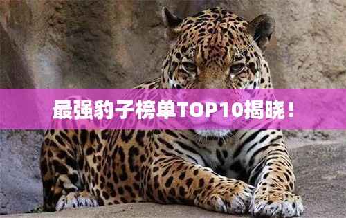 最强豹子榜单TOP10揭晓！