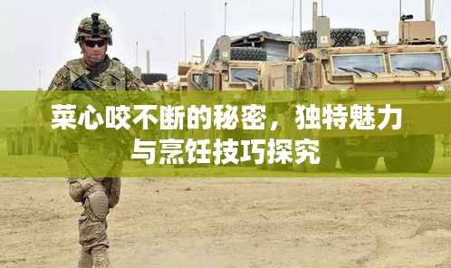 菜心咬不断的秘密，独特魅力与烹饪技巧探究