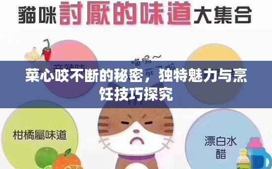 菜心咬不断的秘密,独特魅力与烹饪技巧探究