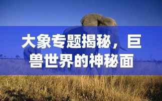 大象专题揭秘,巨兽世界的神秘面纱