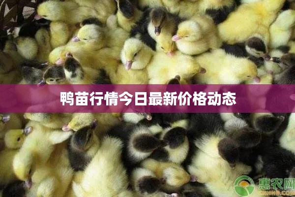 水浄鹅飞 第4页