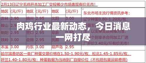 肉鸡行业最新动态，今日消息一网打尽
