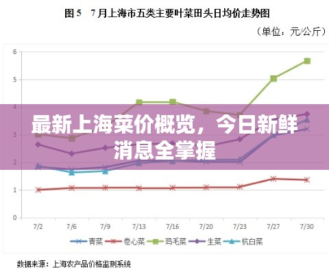 最新上海菜价概览,今日新鲜消息全掌握