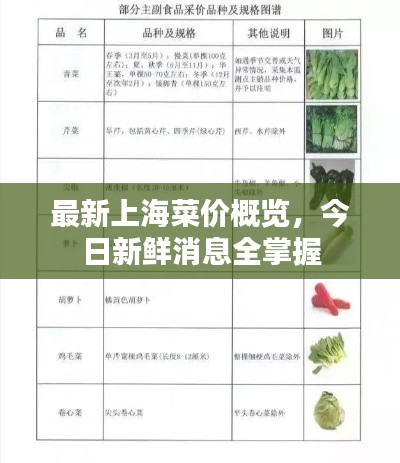 最新上海菜价概览,今日新鲜消息全掌握