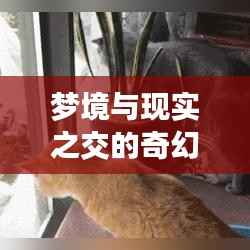 梦境与现实之交的奇幻旅程，小鸟与飞虫的启示