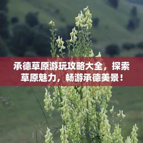 承德草原游玩攻略大全,探索草原魅力,畅游承德美景!