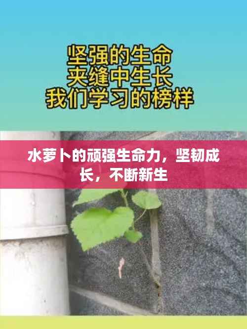 水萝卜的顽强生命力，坚韧成长，不断新生