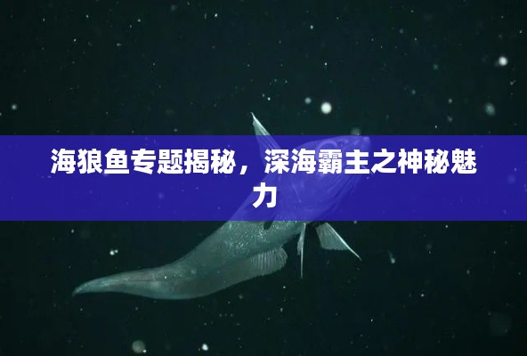 海狼鱼专题揭秘，深海霸主之神秘魅力