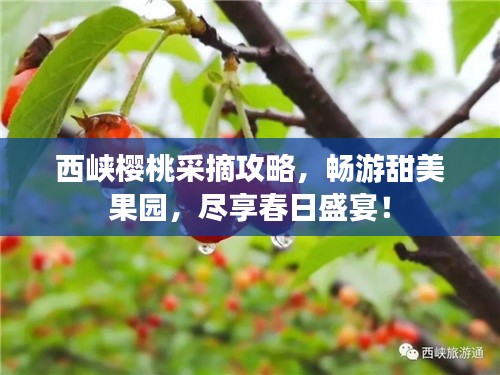 西峡樱桃采摘攻略，畅游甜美果园，尽享春日盛宴！