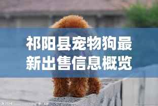 祁阳县宠物狗最新出售信息概览