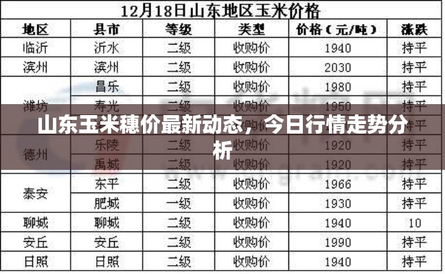 山东玉米穗价最新动态，今日行情走势分析