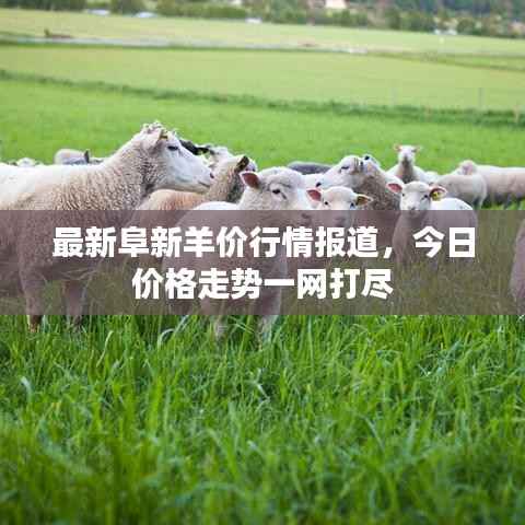 最新阜新羊价行情报道,今日价格走势一网打尽