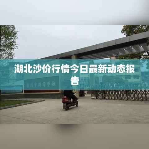 湖北沙价行情今日最新动态报告