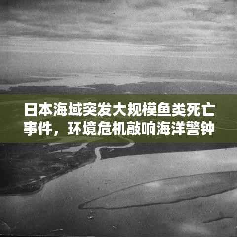 日本海域突发大规模鱼类死亡事件，环境危机敲响海洋警钟！