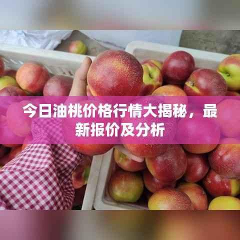 今日油桃价格行情大揭秘，最新报价及分析