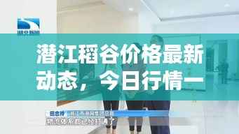 潜江稻谷价格最新动态，今日行情一网打尽！
