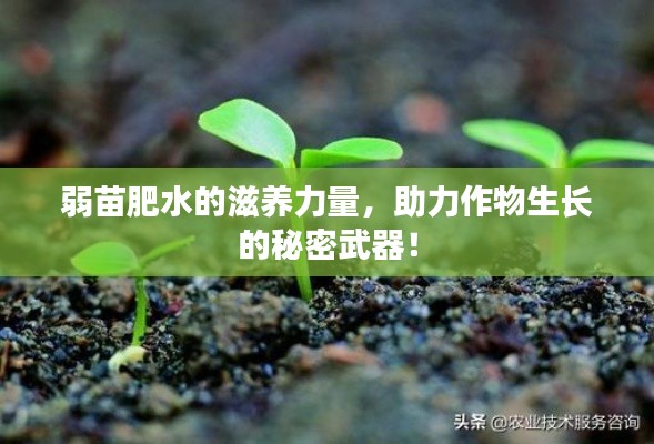 弱苗肥水的滋养力量，助力作物生长的秘密武器！