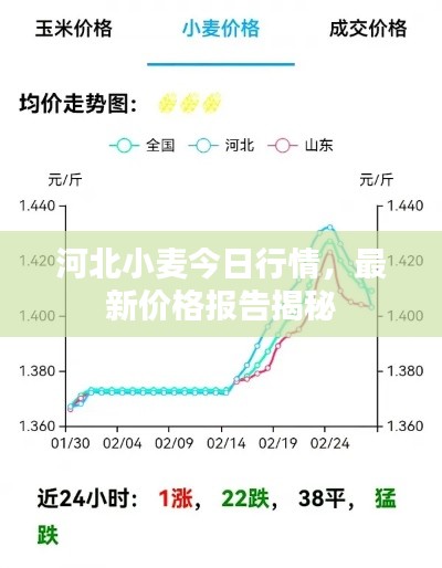 河北小麦今日行情，最新价格报告揭秘
