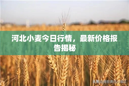 河北小麦今日行情,最新价格报告揭秘