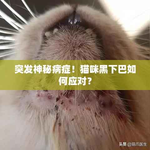 突发神秘病症!猫咪黑下巴如何应对?