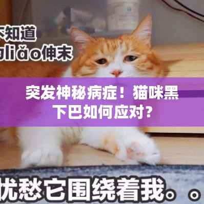 突发神秘病症！猫咪黑下巴如何应对？