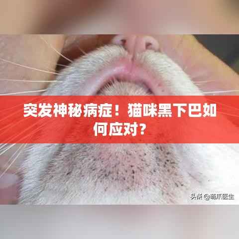 突发神秘病症!猫咪黑下巴如何应对?