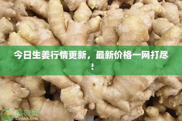 今日生姜行情更新,最新价格一网打尽!