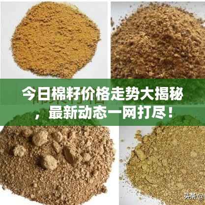 今日棉籽价格走势大揭秘，最新动态一网打尽！