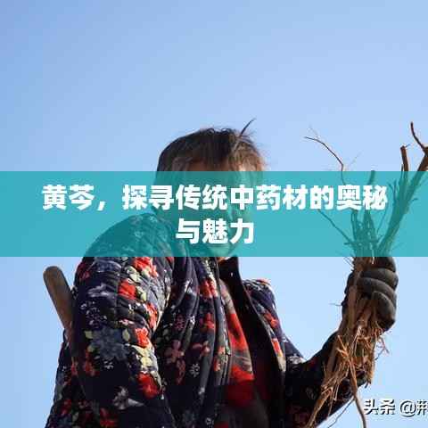 黄芩，探寻传统中药材的奥秘与魅力