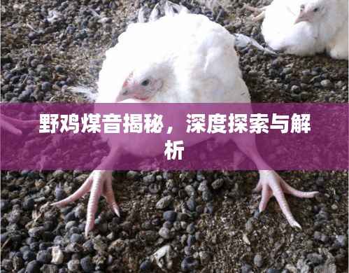 野鸡煤音揭秘,深度探索与解析