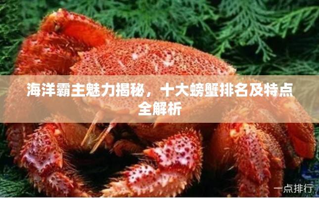 海洋霸主魅力揭秘，十大螃蟹排名及特点全解析