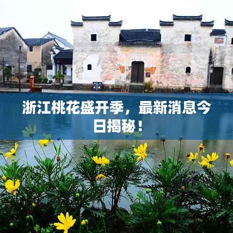 浙江桃花盛开季，最新消息今日揭秘！