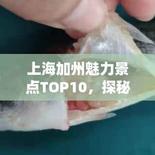 上海加州魅力景点TOP10,探秘最受欢迎的十大景点