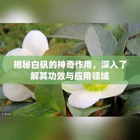 揭秘白矾的神奇作用,深入了解其功效与应用领域