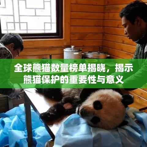 全球熊猫数量榜单揭晓，揭示熊猫保护的重要性与意义