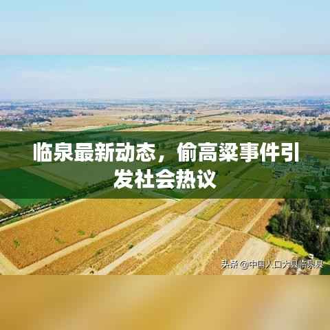临泉最新动态，偷高粱事件引发社会热议