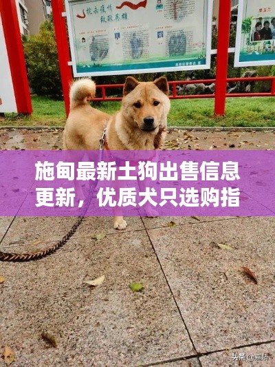 施甸最新土狗出售信息更新,优质犬只选购指南