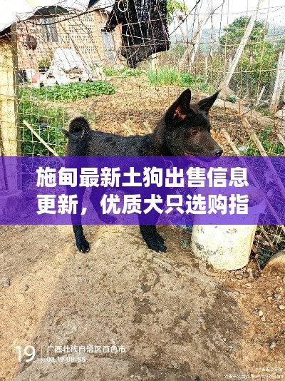 施甸最新土狗出售信息更新,优质犬只选购指南