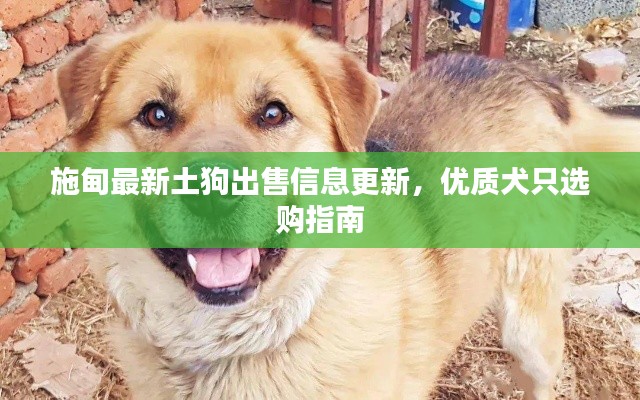 施甸最新土狗出售信息更新,优质犬只选购指南