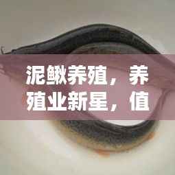 泥鳅养殖，养殖业新星，值得关注！