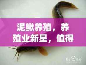 泥鳅养殖,养殖业新星,值得关注!
