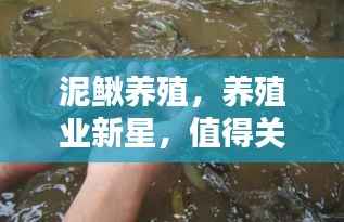 泥鳅养殖,养殖业新星,值得关注!