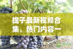 提子最新视频合集，热门内容一网打尽！