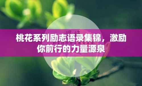 桃花系列励志语录集锦，激励你前行的力量源泉